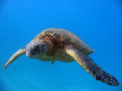 Hawaiian green sea turtle soaring through the water. Maui... by Todd Meadows 